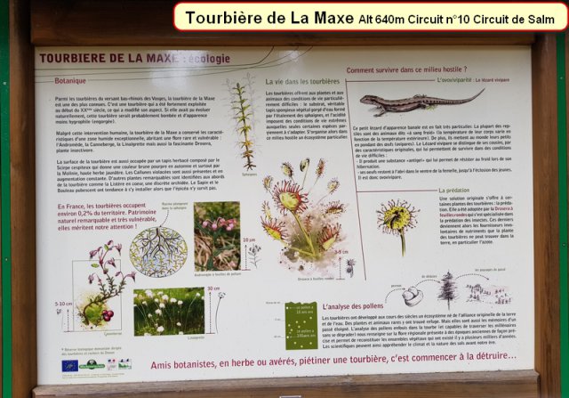 Tourbiere de La Maxe-2